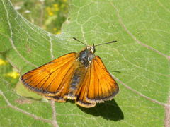 Thymelicus sylvestris