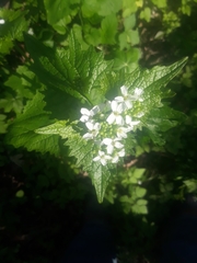 Alliaria petiolata