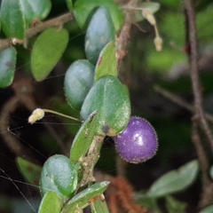 Sphyrospermum buxifolium