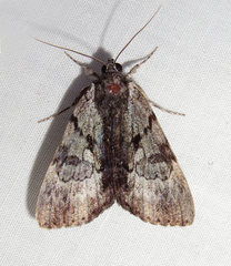 Catocala andromedae
