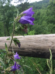 Campanula medium