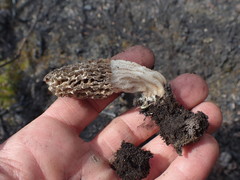 Morchella tomentosa
