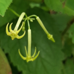 Rytidostylis gracilis