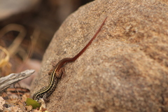 Aspidoscelis maximus