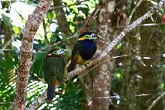 Selenidera maculirostris