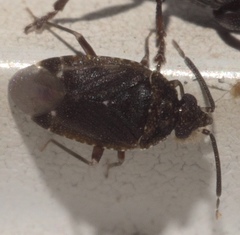 Peritropis saldaeformis