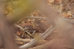 Aspidoscelis maximus