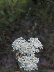 Achillea millefolium