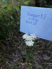 Achillea millefolium