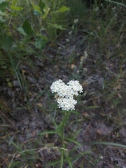 Achillea millefolium