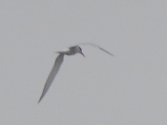 Sterna hirundo