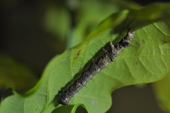 Catocala sponsa