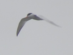 Sterna hirundo
