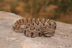 Crotalus enyo enyo