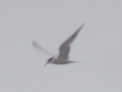 Sterna hirundo