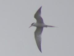 Sterna hirundo