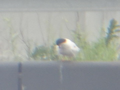 Sterna hirundo
