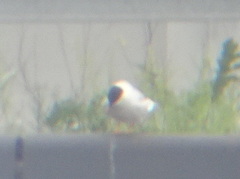 Sterna hirundo