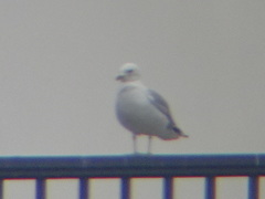Larus canus