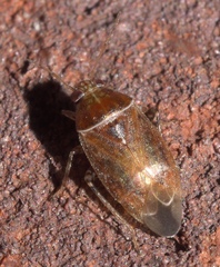Agnocoris