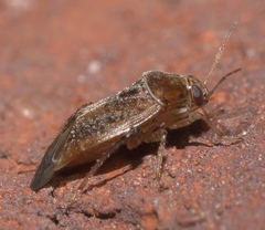 Agnocoris
