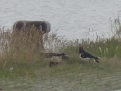 Haematopus ostralegus