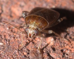 Agnocoris