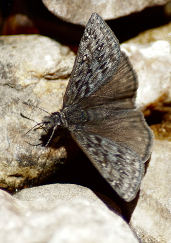 Rocky Mountain Duskywing photo 6