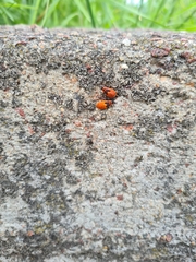Pyrrhocoris apterus