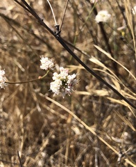 Eriogonum nudum auriculatum