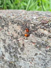 Pyrrhocoris apterus