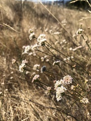 Eriogonum nudum auriculatum
