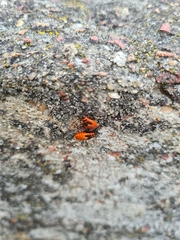 Pyrrhocoris apterus