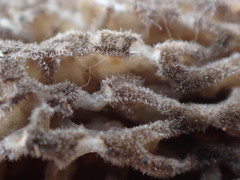 Morchella tomentosa