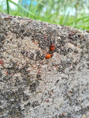 Pyrrhocoris apterus