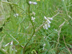 Vicia hirsuta