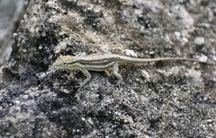 Anolis litoralis