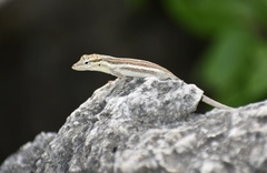 Anolis litoralis