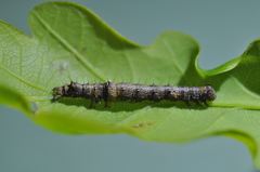 Catocala sponsa