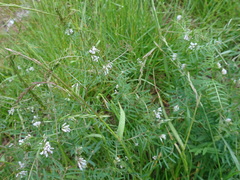 Vicia hirsuta