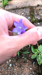 Campanula rotundifolia
