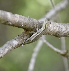 Anolis litoralis