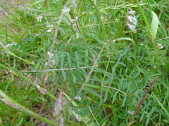 Vicia hirsuta
