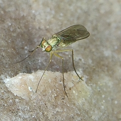 Dolichopodidae