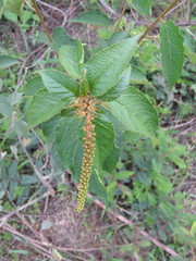 Croton adspersus