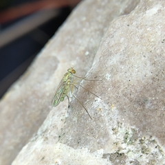 Dolichopodidae
