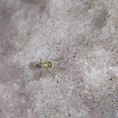 Dolichopodidae