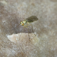 Dolichopodidae
