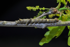 Catocala sponsa