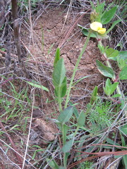Crotalaria rotundifolia